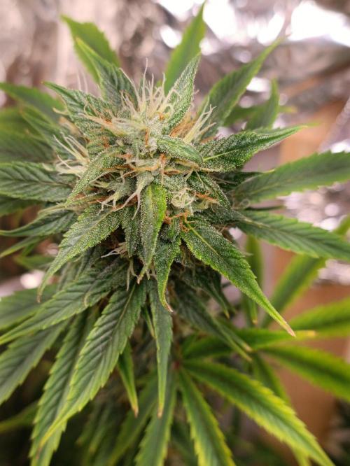 GROWBOX 3 (14.+15.+16.). Week 10