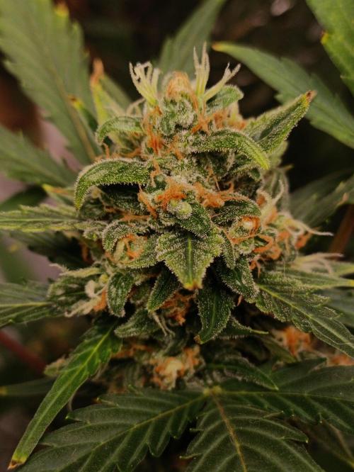 GROWBOX 3 (14.+15.+16.). Week 10