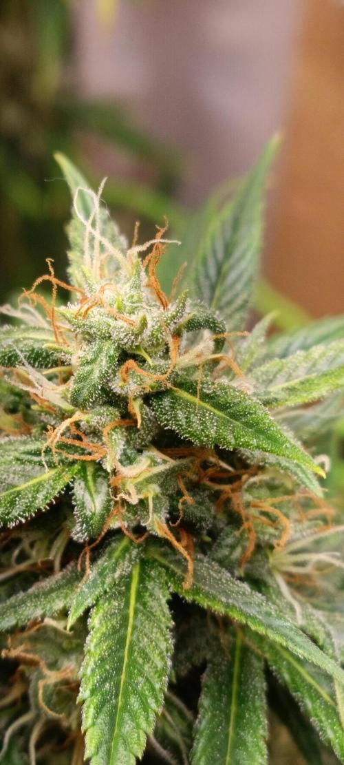 GROWBOX 3 (14.+15.+16.). Week 10 - 1.1