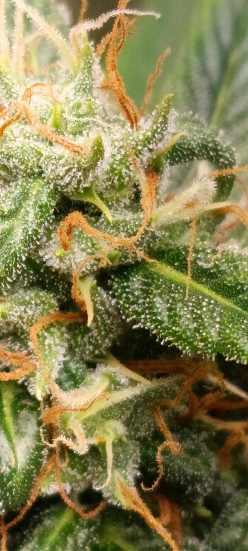 GROWBOX 3 (14.+15.+16.). Week 10 - 1.2