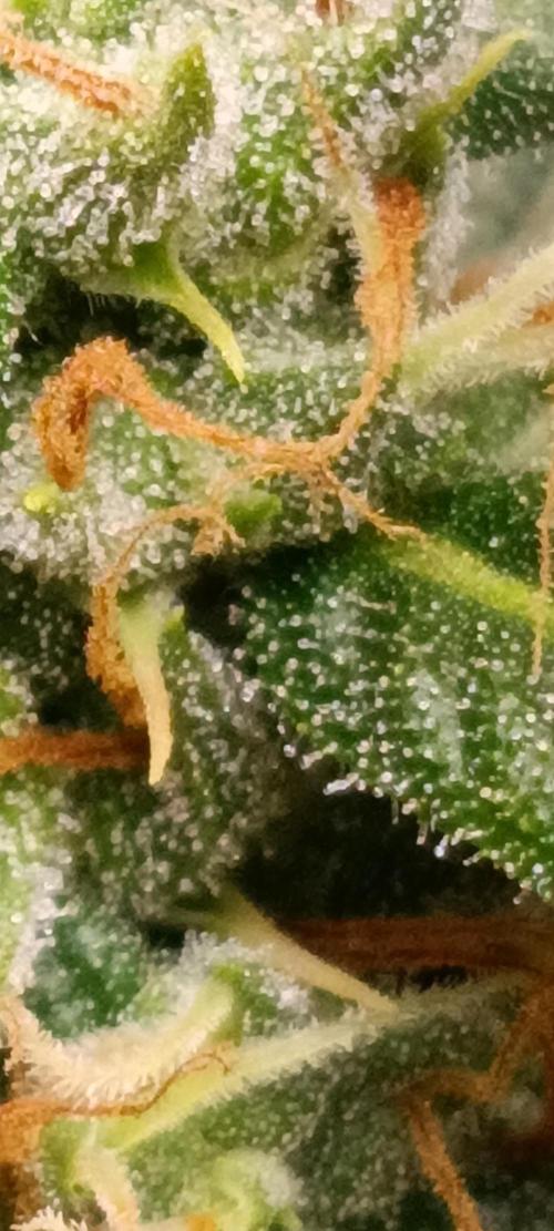 GROWBOX 3 (14.+15.+16.). Week 10 - 1.3