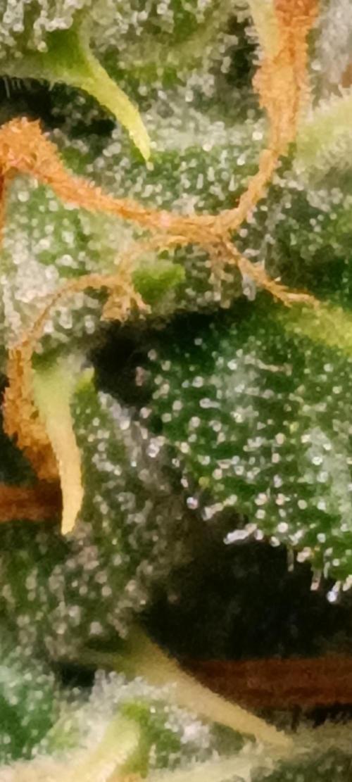 GROWBOX 3 (14.+15.+16.). Week 10 - 1.4