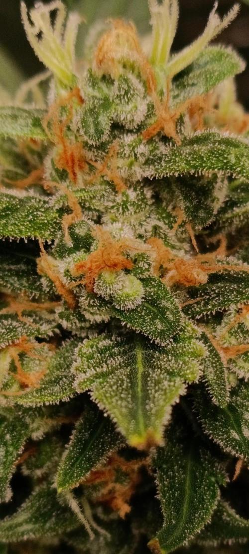 GROWBOX 3 (14.+15.+16.). Week 10 - 2.1
