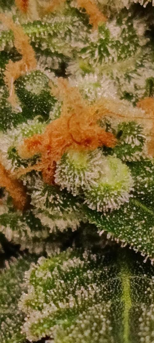 GROWBOX 3 (14.+15.+16.). Week 10 - 2.2