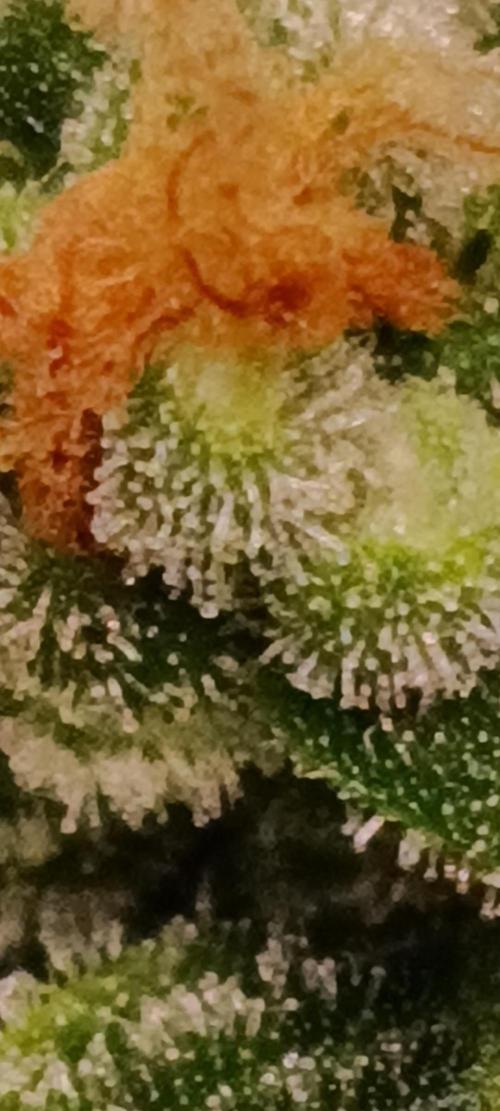 GROWBOX 3 (14.+15.+16.). Week 10 - 2.3