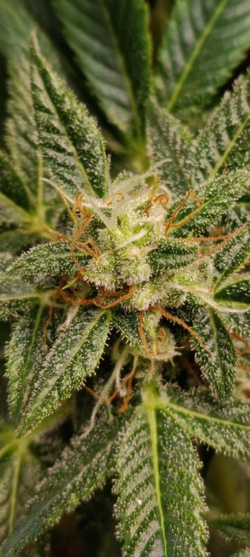 GROWBOX 3 (14.+15.+16.). Week 10 - 3.1