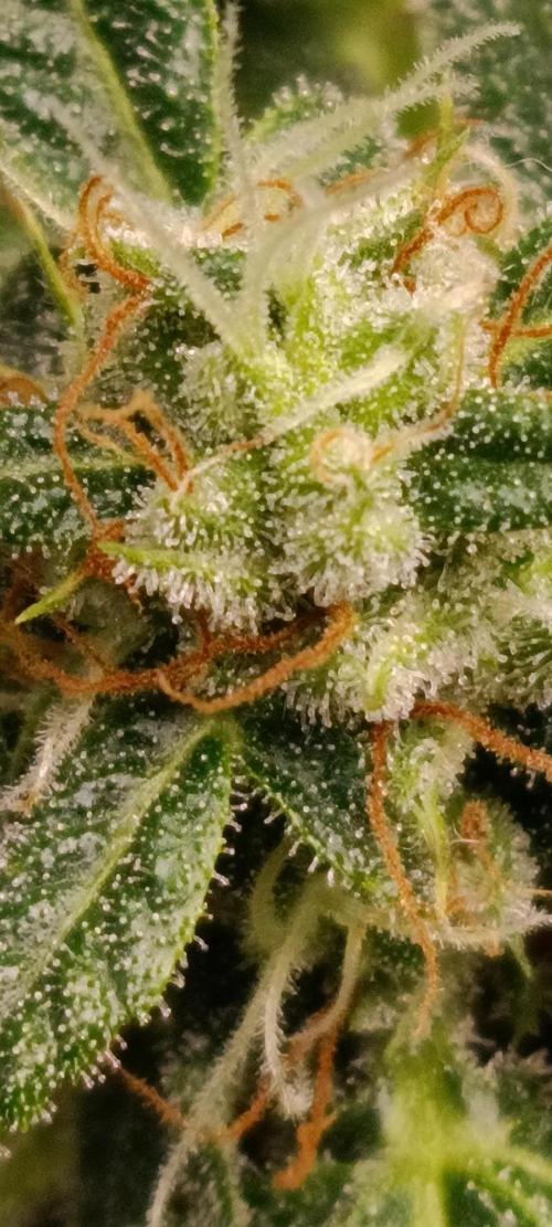 GROWBOX 3 (14.+15.+16.). Week 10 - 3.2