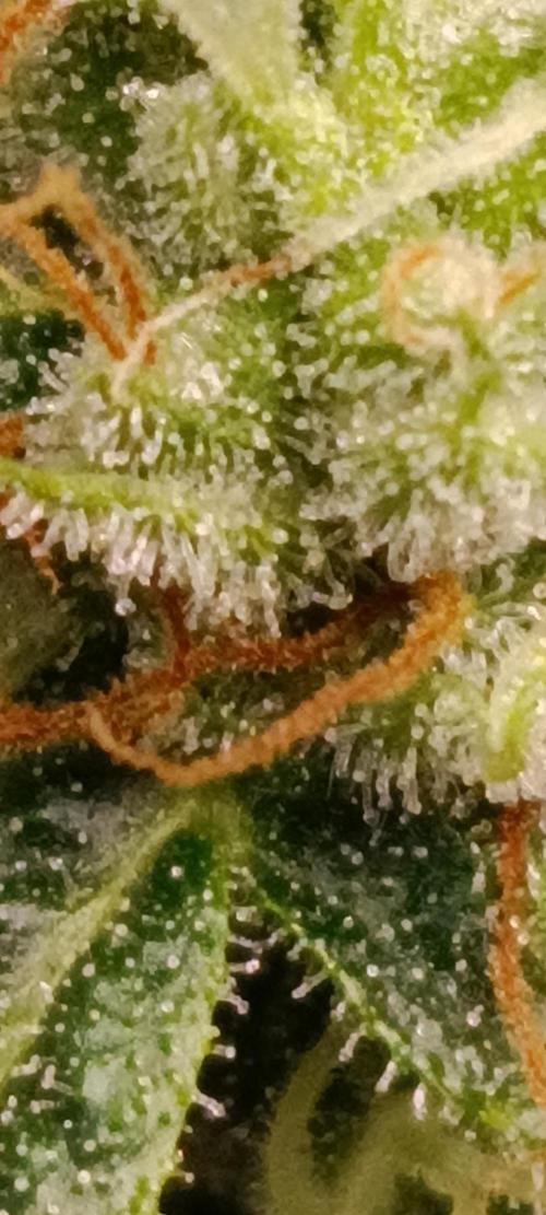 GROWBOX 3 (14.+15.+16.). Week 10 - 3.3