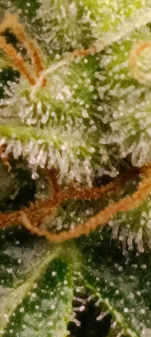 GROWBOX 3 (14.+15.+16.). Week 10 - 3.4