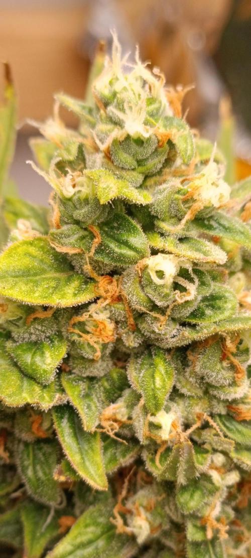 GROWBOX 3 (14.+15.+16.). Week 10 - 4.1