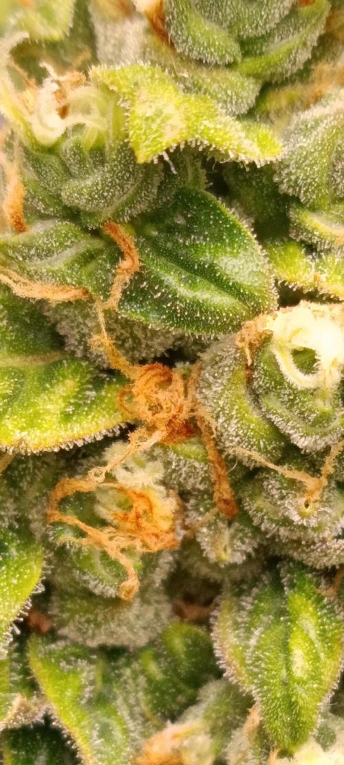 GROWBOX 3 (14.+15.+16.). Week 10 - 4.2