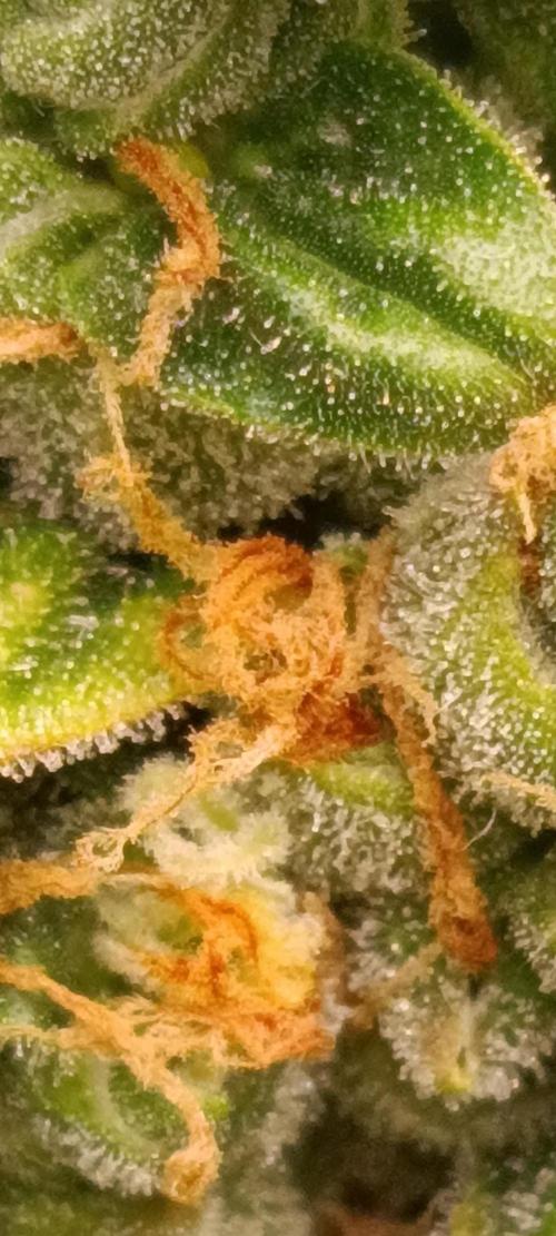 GROWBOX 3 (14.+15.+16.). Week 10 - 4.3