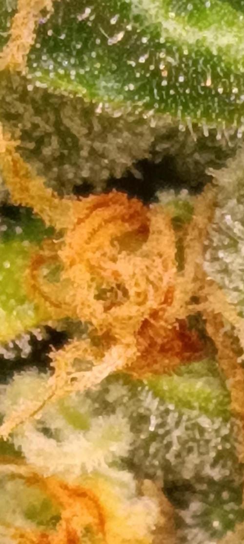GROWBOX 3 (14.+15.+16.). Week 10 - 4.4