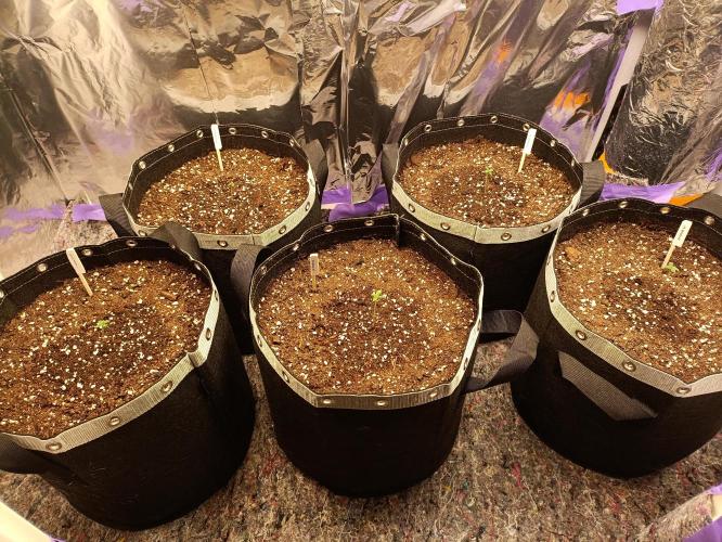 GROWBOX 4 (17.+18.+19.+20.+21.). Week 0
