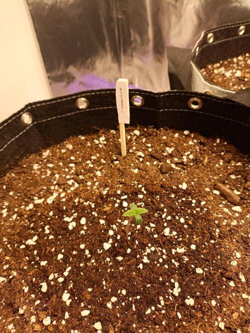 GROWBOX 4 (17.+18.+19.+20.+21.). Week 0