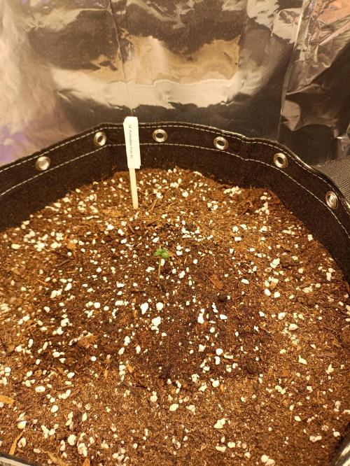 GROWBOX 4 (17.+18.+19.+20.+21.). Week 0