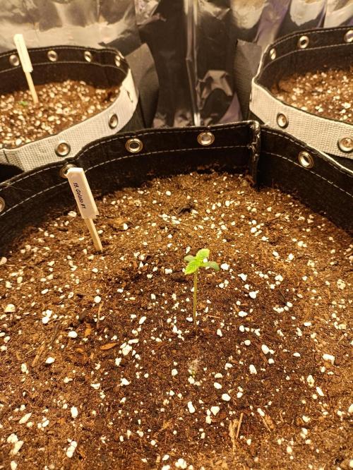 GROWBOX 4 (17.+18.+19.+20.+21.). Week 0