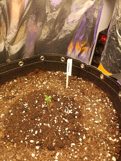 GROWBOX 4 (17.+18.+19.+20.+21.). Week 0