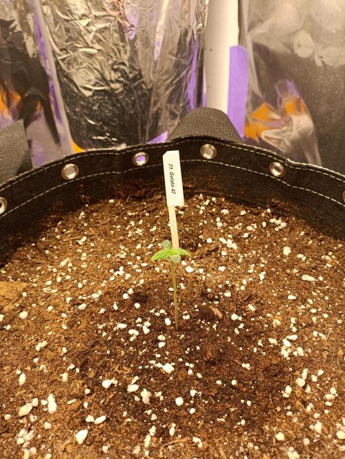 GROWBOX 4 (17.+18.+19.+20.+21.). Week 0