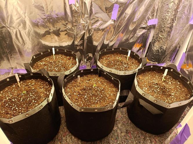 GROWBOX 4 (17.+18.+19.+20.+21.). Week 1 - Tag 2
