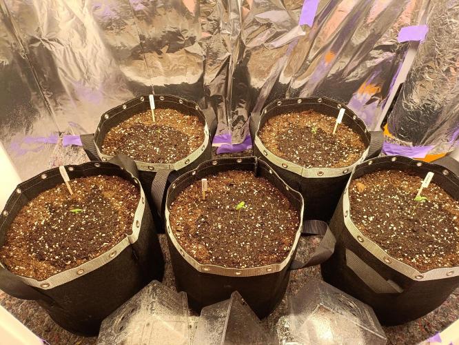 GROWBOX 4 (17.+18.+19.+20.+21.). Week 1 - Tag 4