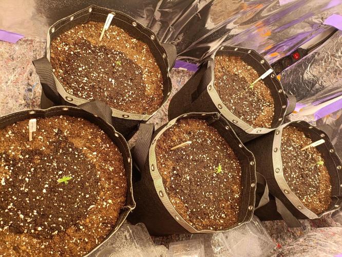 GROWBOX 4 (17.+18.+19.+20.+21.). Week 1 - Tag 4