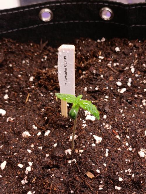 GROWBOX 4 (17.+18.+19.+20.+21.). Week 1