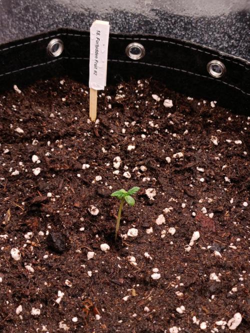 GROWBOX 4 (17.+18.+19.+20.+21.). Week 1