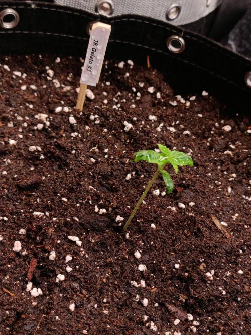 GROWBOX 4 (17.+18.+19.+20.+21.). Week 1