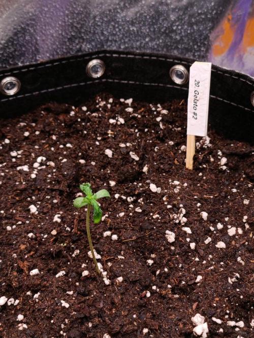 GROWBOX 4 (17.+18.+19.+20.+21.). Week 1