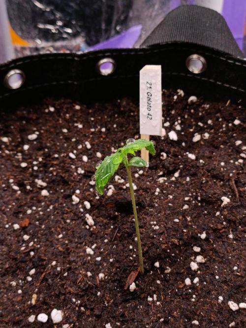 GROWBOX 4 (17.+18.+19.+20.+21.). Week 1