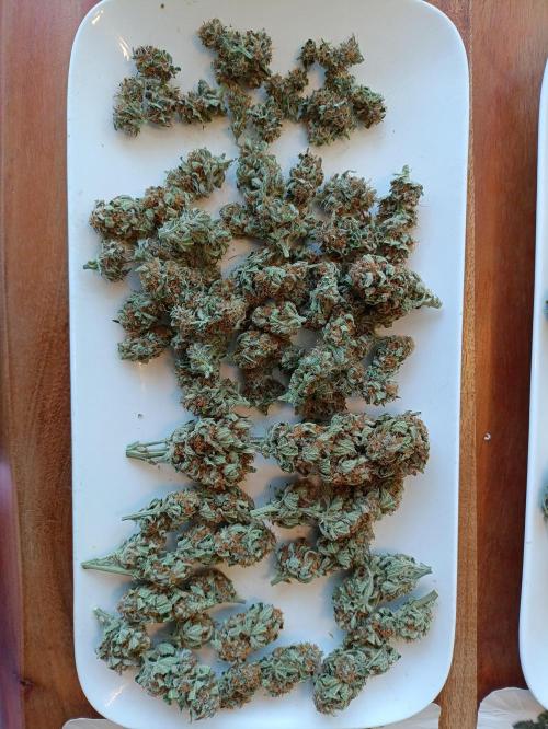 GROWBOX 2 (11.+12.+13.). Week 14