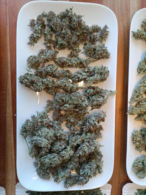 GROWBOX 2 (11.+12.+13.). Week 15