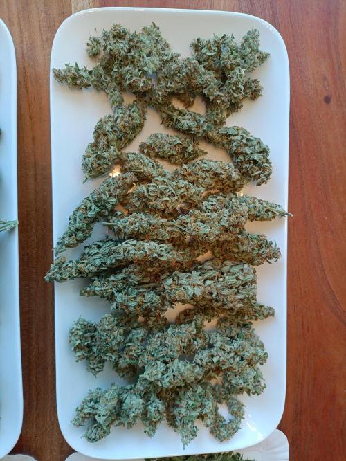 GROWBOX 2 (11.+12.+13.). Week 16