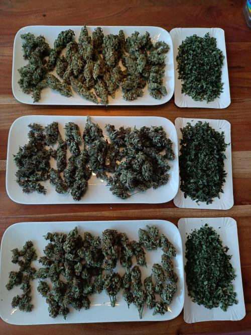 GROWBOX 2 (11.+12.+13.). Week 14 - ...ebenso!