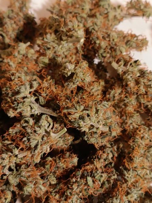 GROWBOX 3 (14.+15.+16.). Week 12