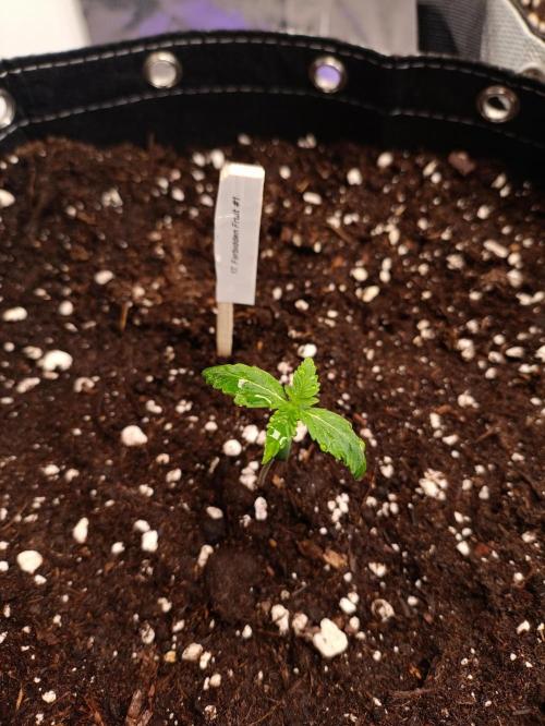 GROWBOX 4 (17.+18.+19.+20.+21.). Week 1 - Tag 7