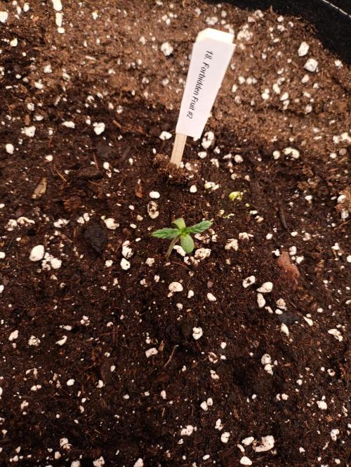 GROWBOX 4 (17.+18.+19.+20.+21.). Week 1 - Tag 7