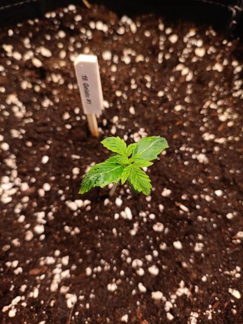 GROWBOX 4 (17.+18.+19.+20.+21.). Week 1 - Tag 7