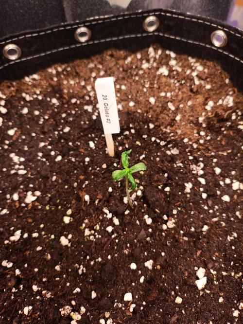 GROWBOX 4 (17.+18.+19.+20.+21.). Week 1 - Tag 7