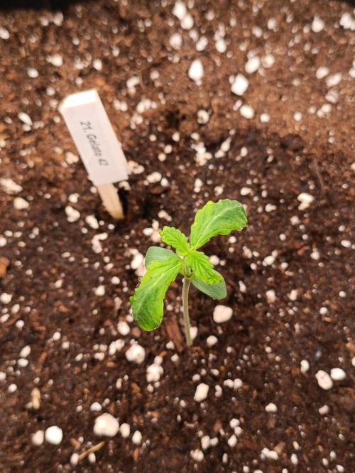 GROWBOX 4 (17.+18.+19.+20.+21.). Week 1 - Tag 7