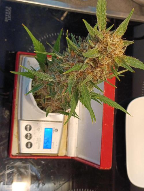 42 Fast BUDS - 2. Purple Punch. Week 17