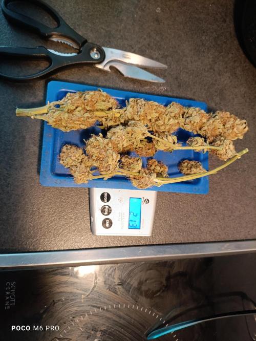 42 Fast BUDS - 2. Purple Punch. Week 17