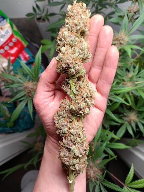 42 Fast BUDS - 2. Purple Punch. Week 17