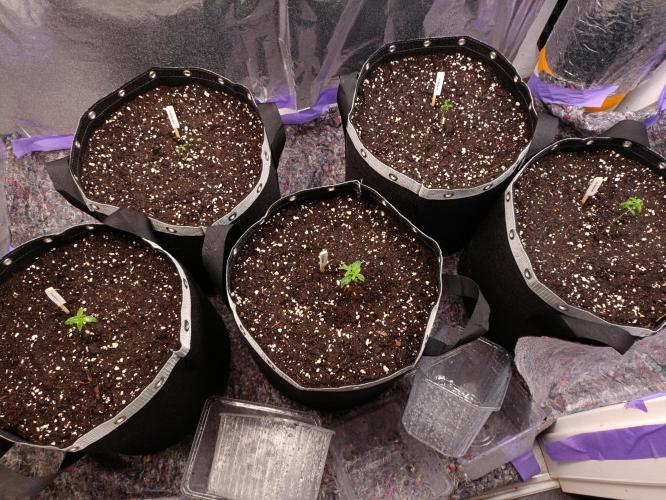 GROWBOX 4 (17.+18.+19.+20.+21.). Week 2 - Tag 8