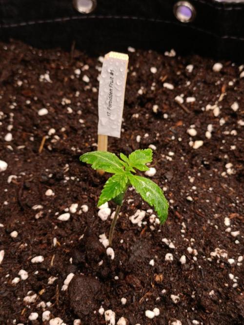 GROWBOX 4 (17.+18.+19.+20.+21.). Week 2 - Tag 8