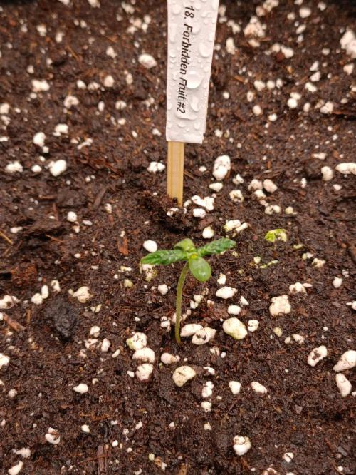 GROWBOX 4 (17.+18.+19.+20.+21.). Week 2 - Tag 8