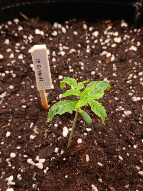 GROWBOX 4 (17.+18.+19.+20.+21.). Week 2 - Tag 8