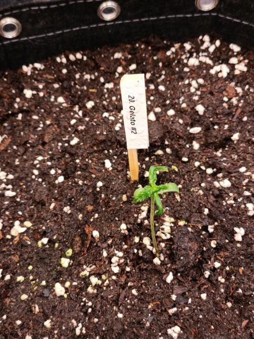 GROWBOX 4 (17.+18.+19.+20.+21.). Week 2 - Tag 8