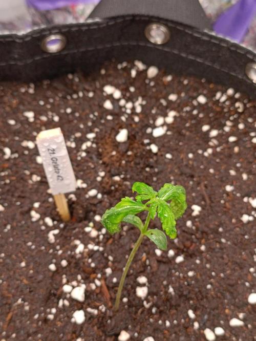 GROWBOX 4 (17.+18.+19.+20.+21.). Week 2 - Tag 8